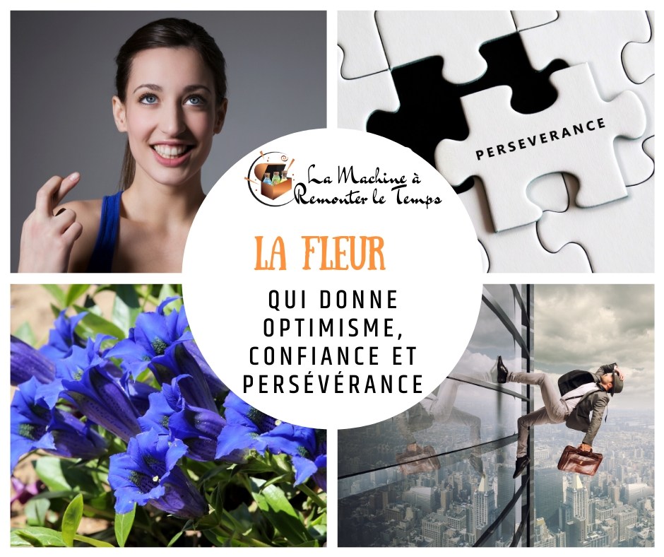 La fleur qui donne optimisme, confiance et persévérance