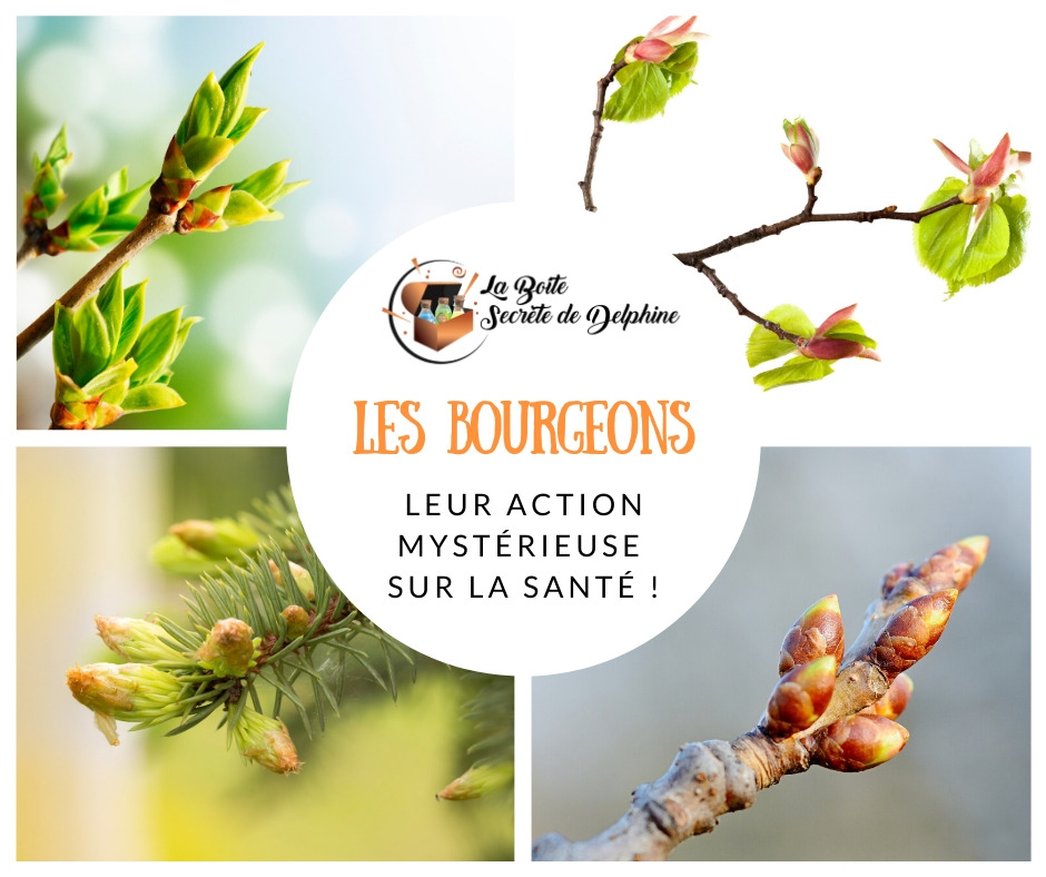 La mystérieuse action des bourgeons sur la santé